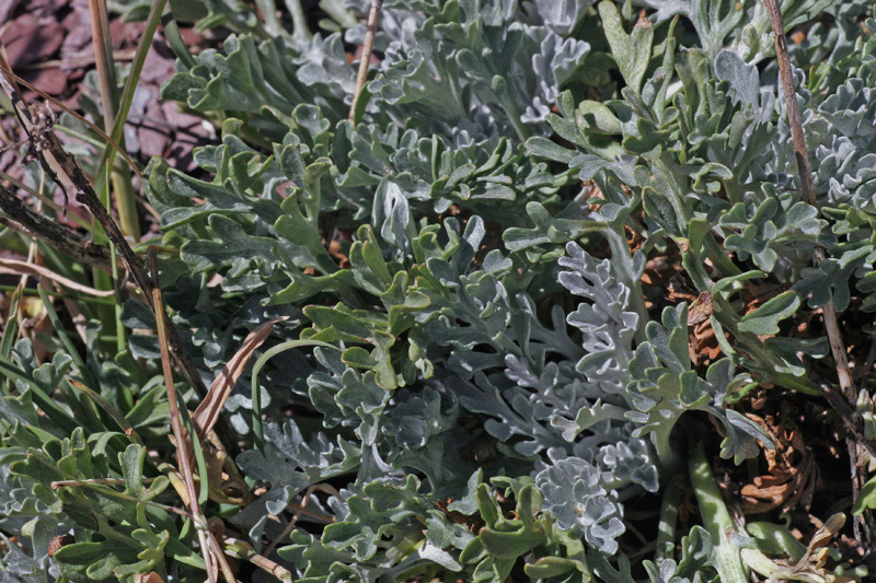 Jacobaea persoonii (Senecio persoonii) vs Jacobaea incana